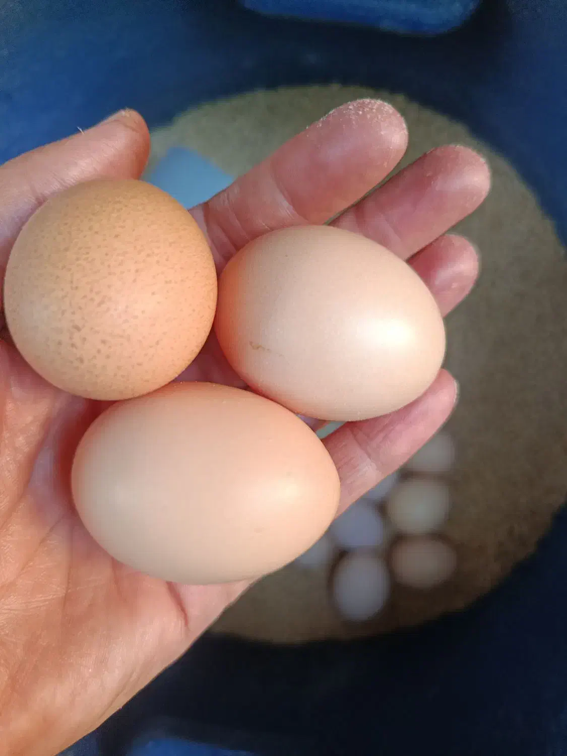 تخم مرغ رسمی گلپایگانی و جوجه یک روزه|حیوانات مزرعه|چهارباغ, |دیوار