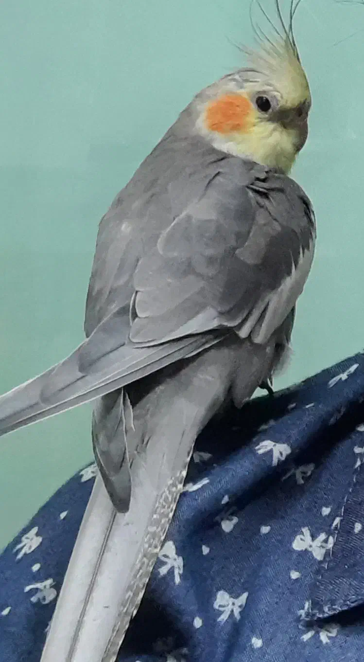 گمشده|حیوانات|چالوس, |دیوار