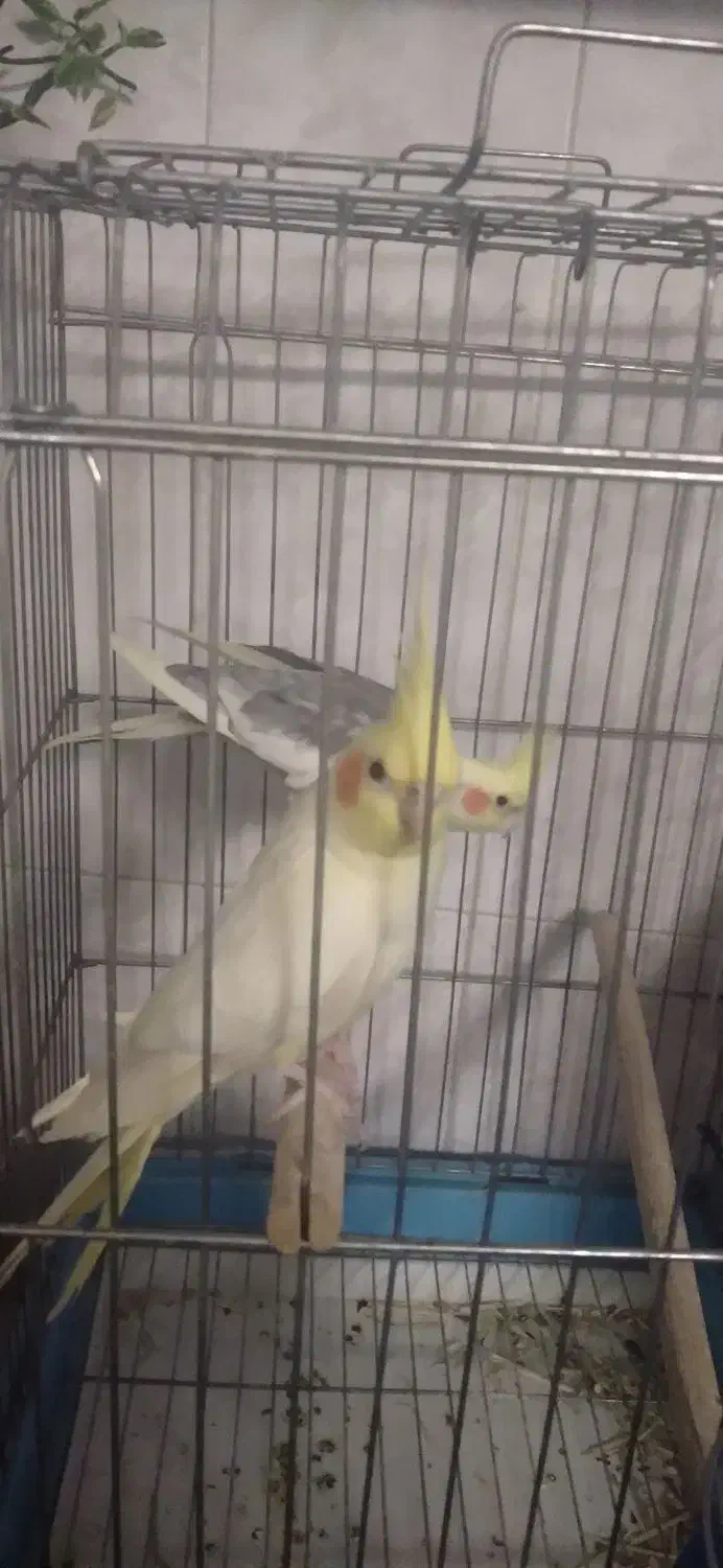 عروس هلندی جفت شده|پرنده|بروجرد, |دیوار