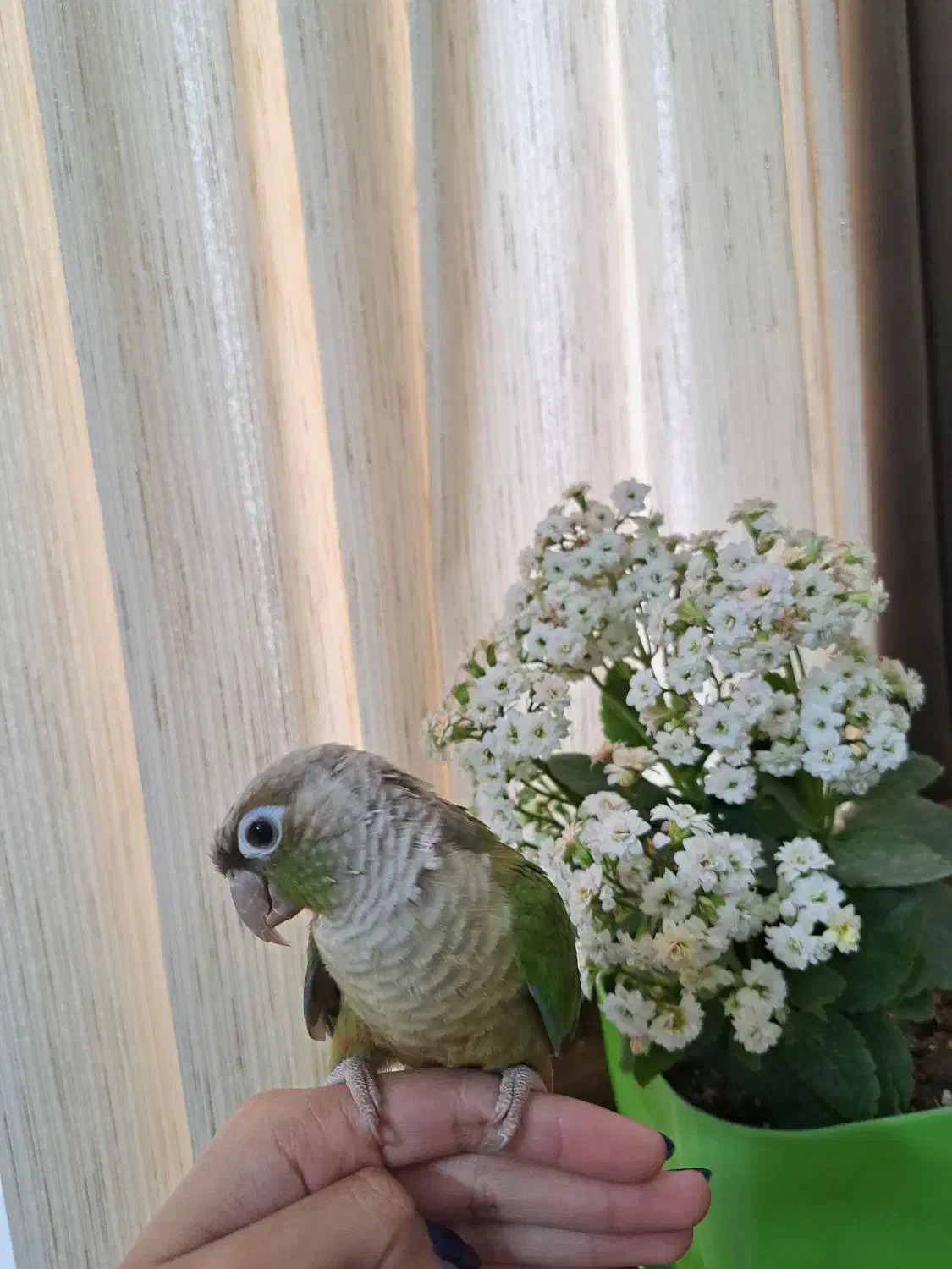 طوطی گرینچینگ ماده|پرنده|کرمان, |دیوار