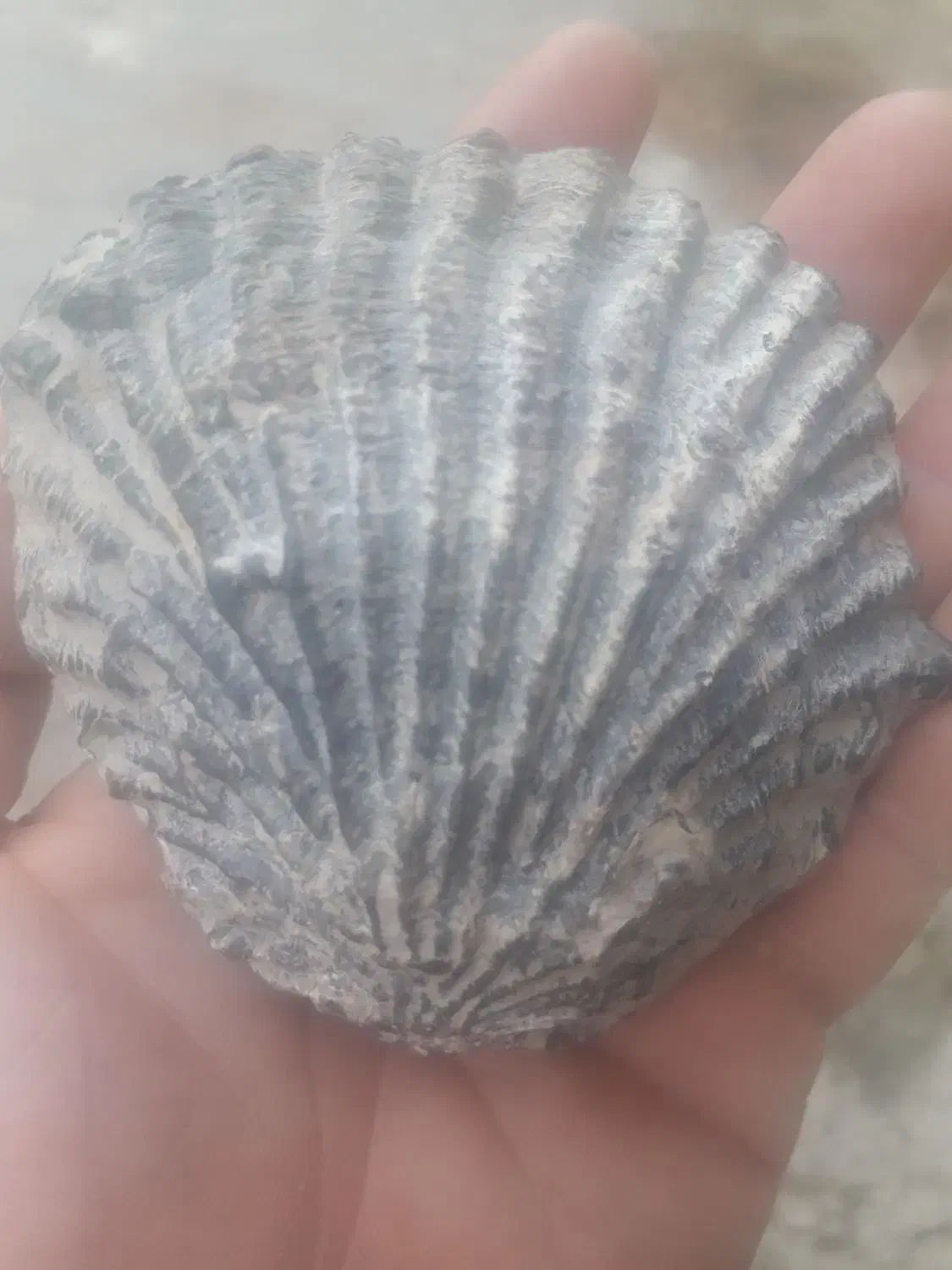 سنگ کلکسیونی|کلکسیون اشیاء عتیقه|ایلام, |دیوار