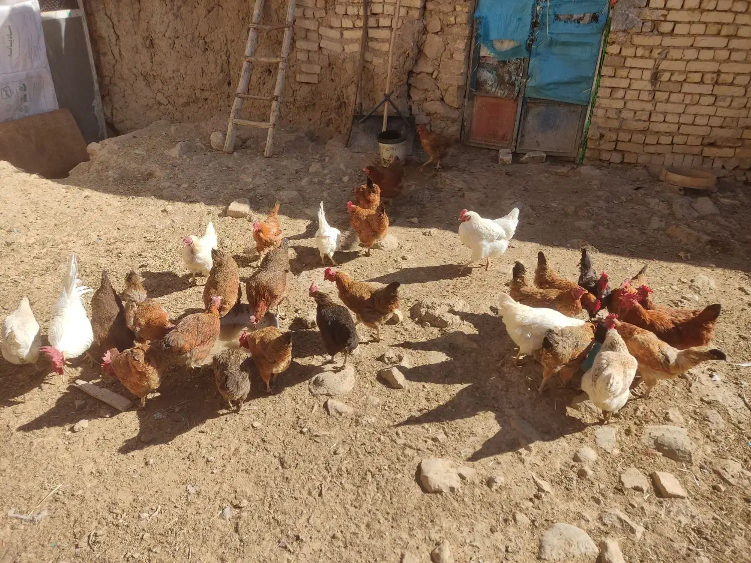 پرنده|حیوانات مزرعه|فریدونشهر, |دیوار