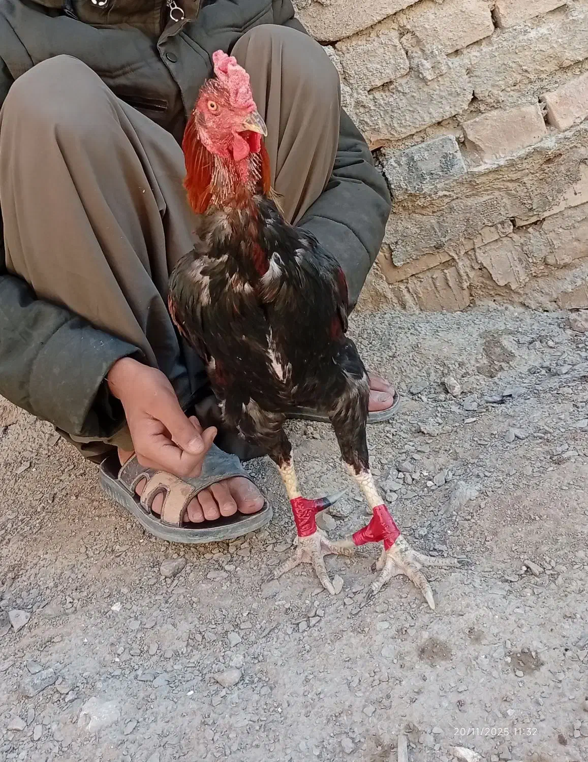 خروس|حیوانات مزرعه|سراوان, |دیوار