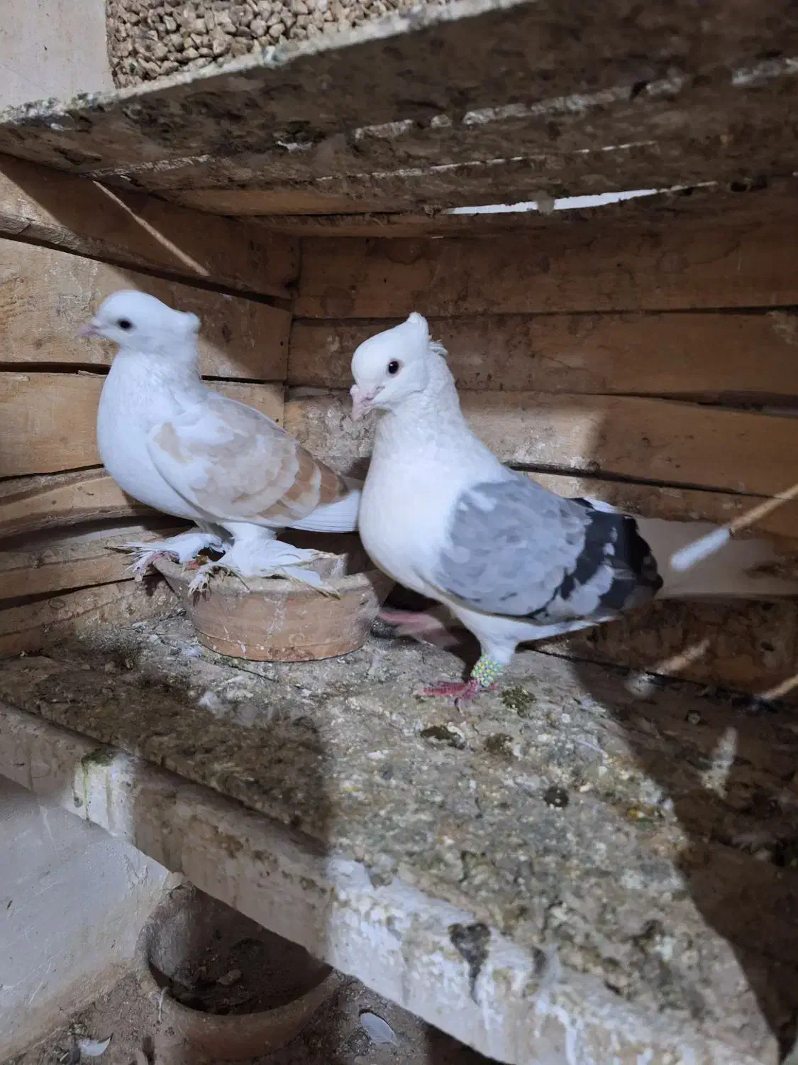 کفتر|پرنده|قم, کلهری|دیوار