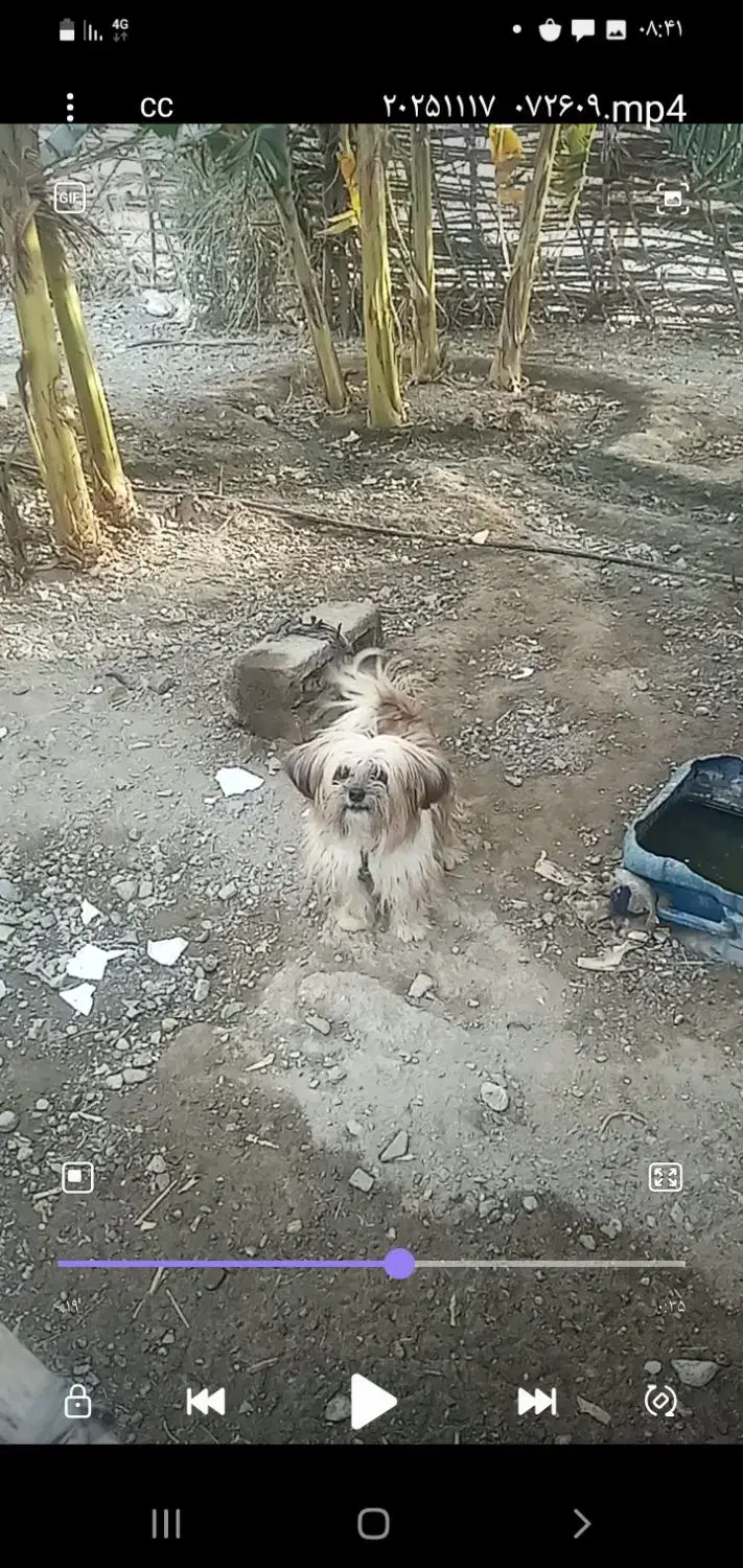 ۶میلیون|سگ|کهنوج, |دیوار