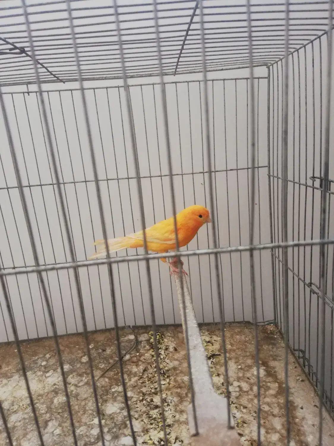 ماده قناری سرخ|پرنده|زرند, |دیوار