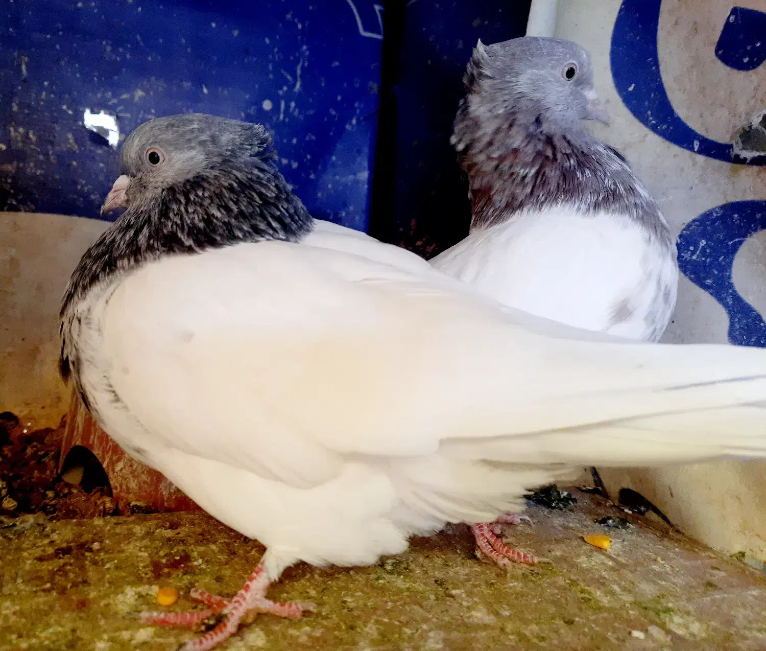 کبوتر کله سبز و هفترنگ نر و ماده و جوجه|پرنده|مشهد, شهرک ابوذر|دیوار