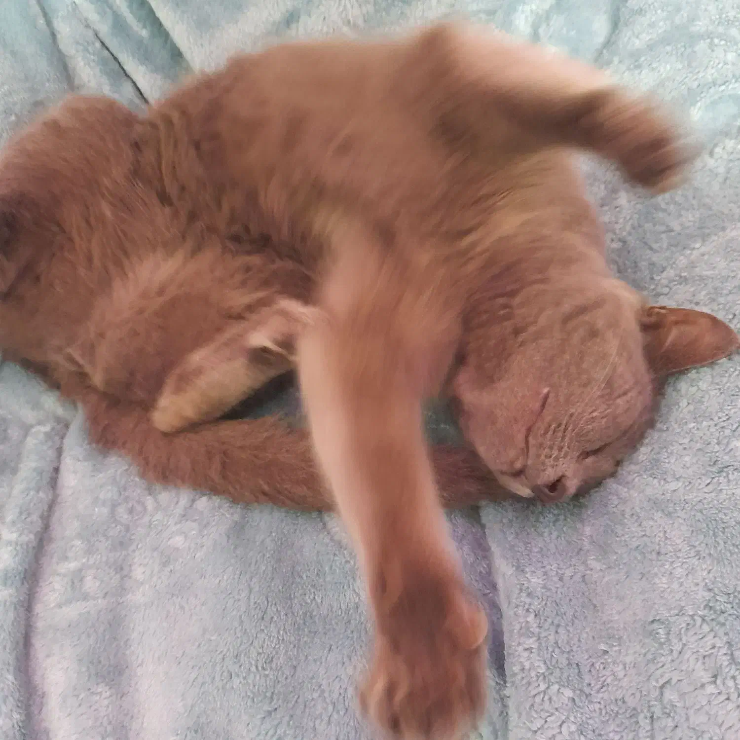 گربه ماده طوسی|گربه|تهران, بهاران|دیوار