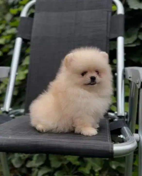 توله پامرانین فیک نیست تصویر خودش تعداد محدود|سگ|مشهد, وکیل‌آباد|دیوار