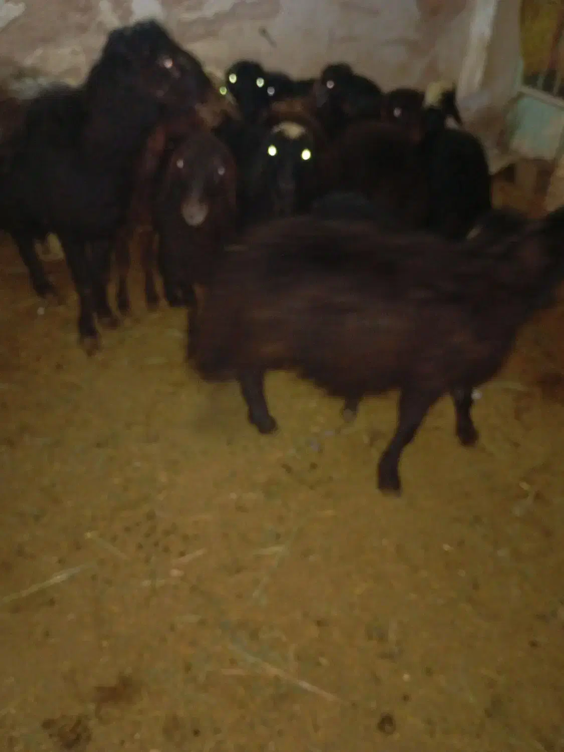 20عددبره قره قزل|حیوانات مزرعه|نظر کهریزی, |دیوار