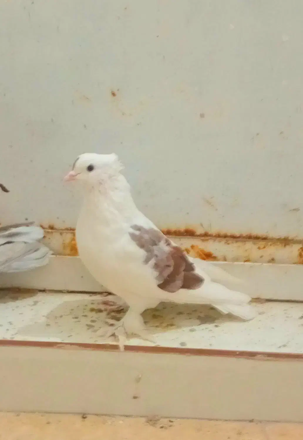 کفتر|پرنده|قم, شهرک فاطمیه|دیوار