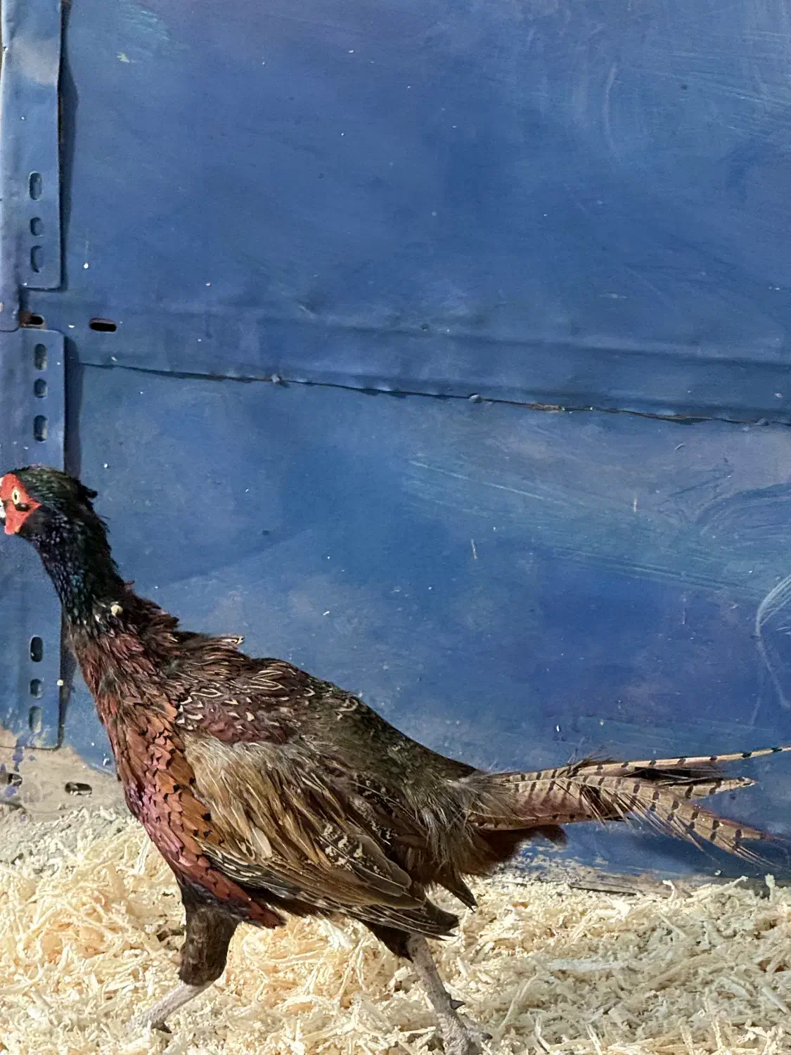 خروس زینتی|حیوانات مزرعه|ماهدشت, |دیوار