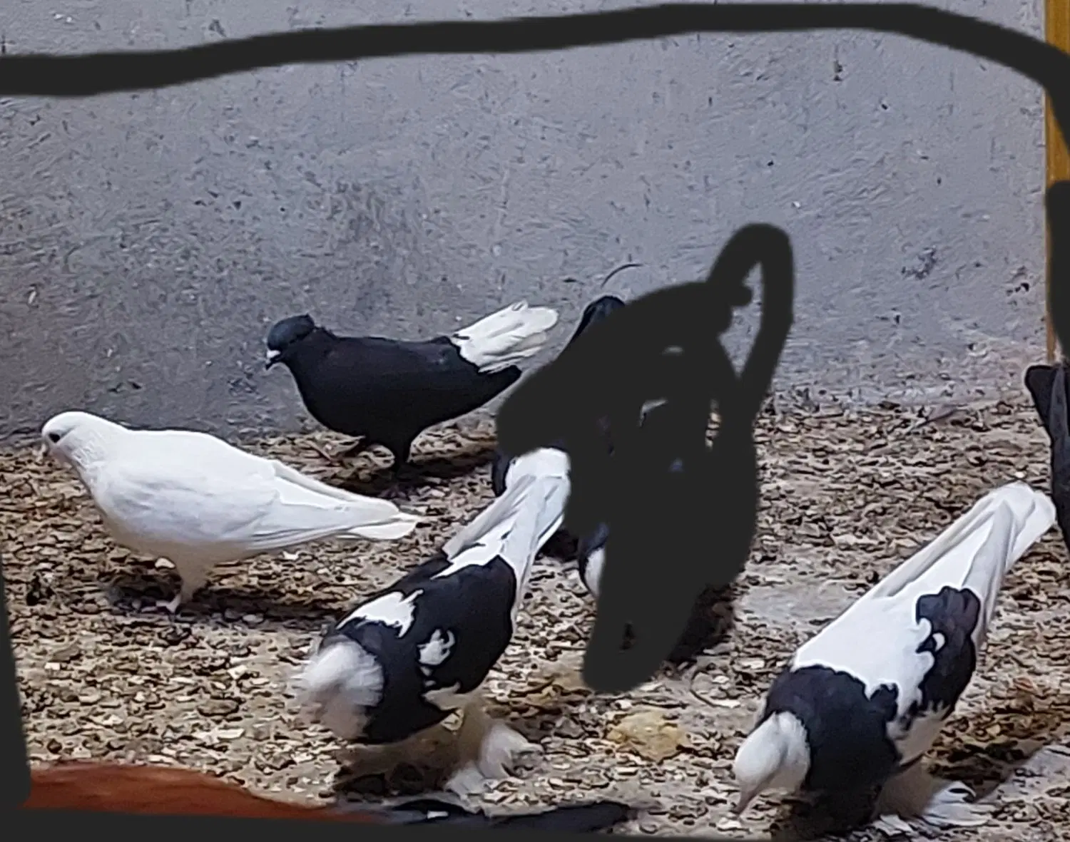 کبوتر|پرنده|جم, |دیوار