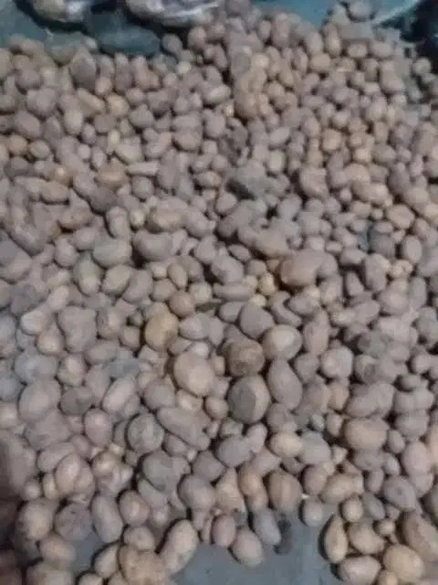 سیب زمینی حیوانی|لوازم جانبی حیوانات|مراغه, |دیوار