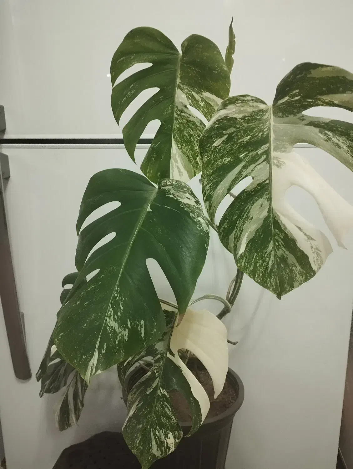 فروش گل|گل و گیاه طبیعی|مشگین شهر, |دیوار