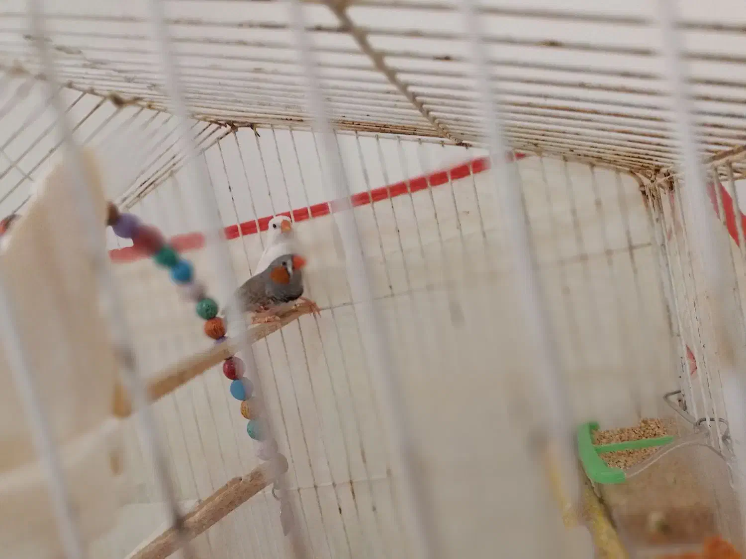 فنچ و عروس هلندی|پرنده|بجنورد, |دیوار