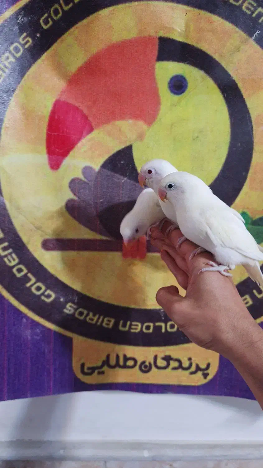 کوتوله برزیلی فیشر سفید آلبینو چشم قرمز سرخ|پرنده|قم, شهرک قدس|دیوار