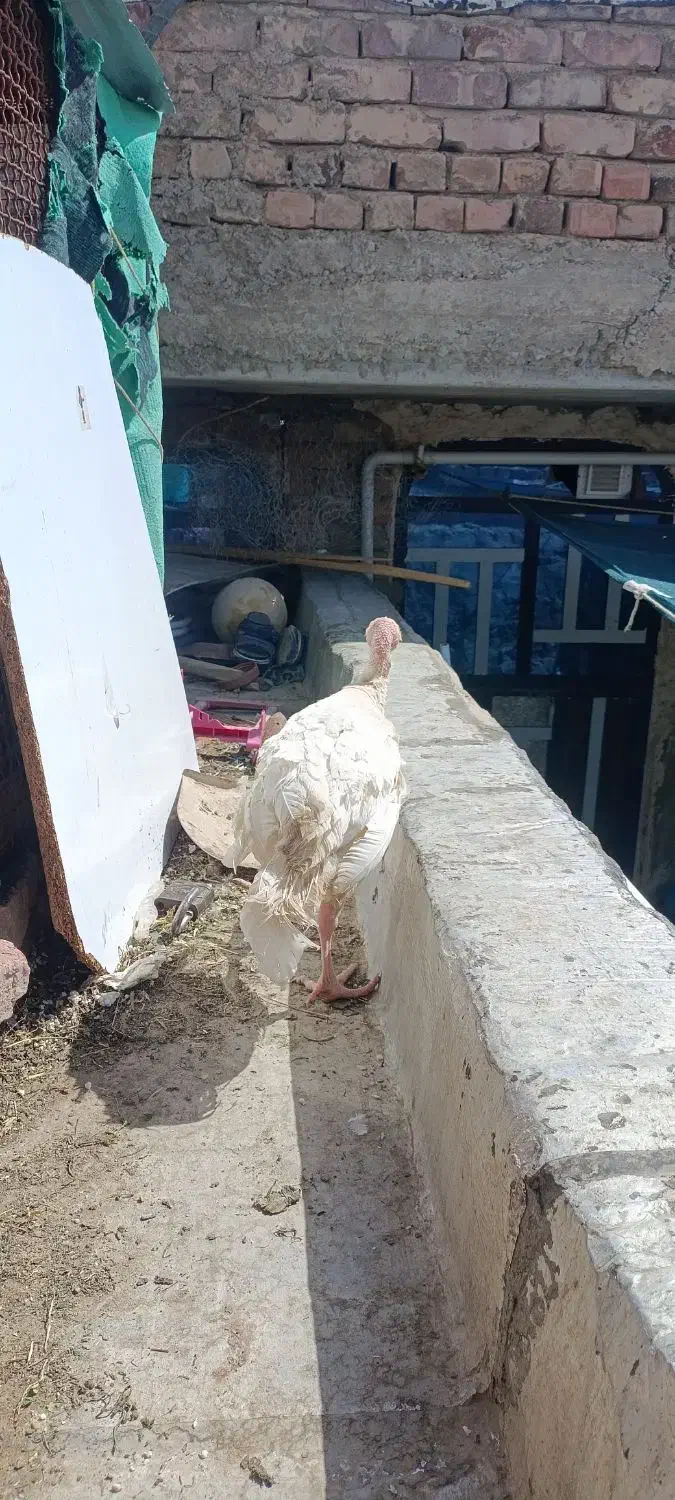 900|حیوانات مزرعه|خاش, |دیوار