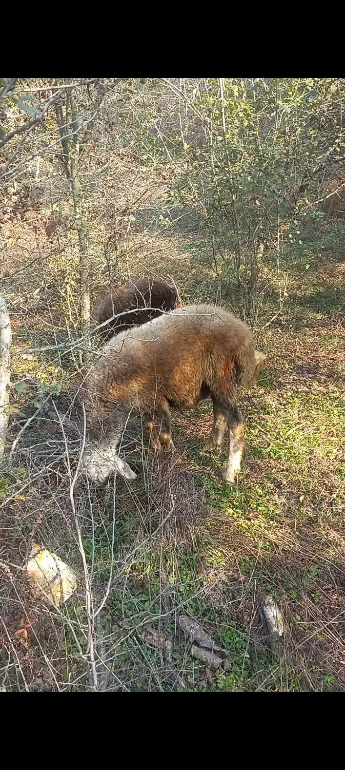 سلام نره بره  های تخمی برای داشتی  کبود|حیوانات مزرعه|رامیان, |دیوار