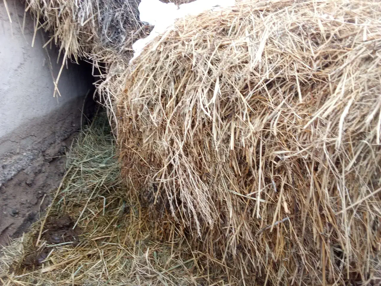 علف هشان|لوازم جانبی حیوانات|ماکو, |دیوار