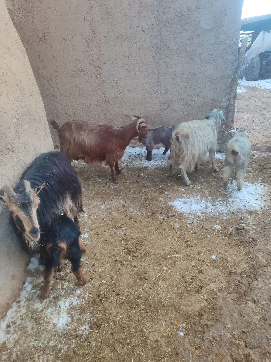 بز و|حیوانات مزرعه|چنگ الماسی, |دیوار