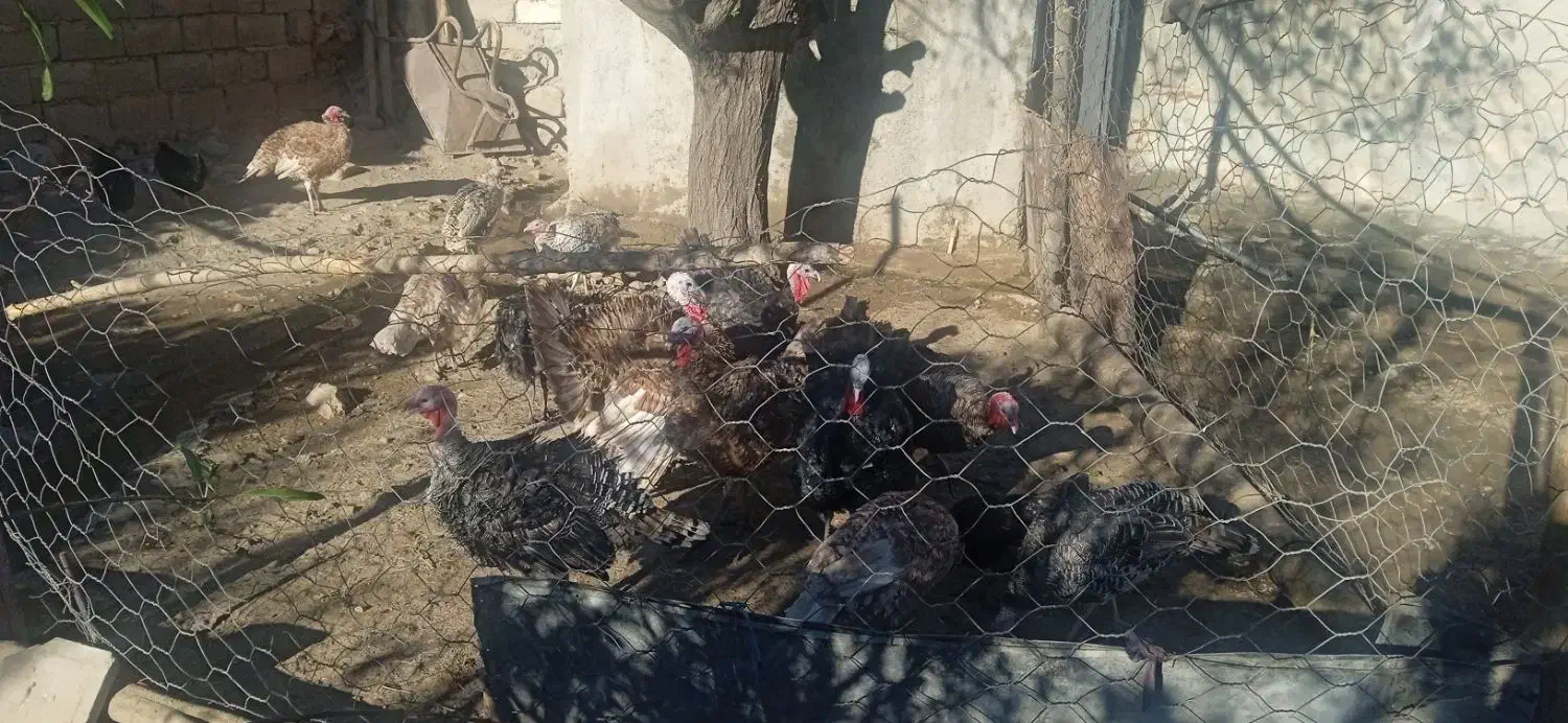 13 عدد بوقلمون|حیوانات مزرعه|بیلوار, |دیوار