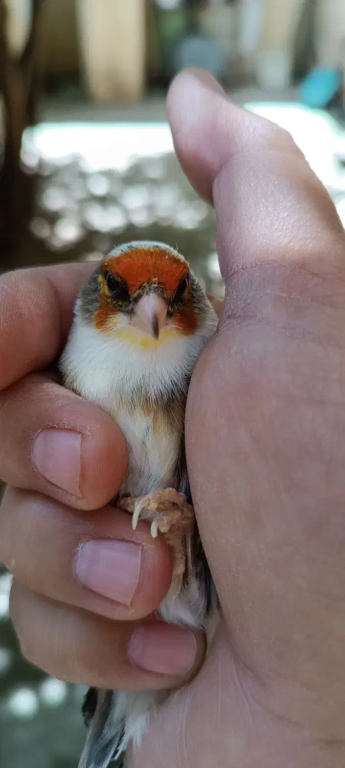 سهره قناری ابلغ|پرنده|کامیاران, |دیوار