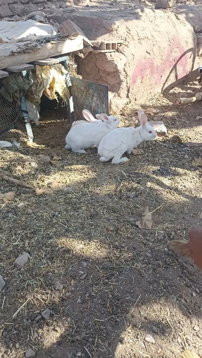 خرگوش خونگی|موش و خرگوش|خواف, |دیوار