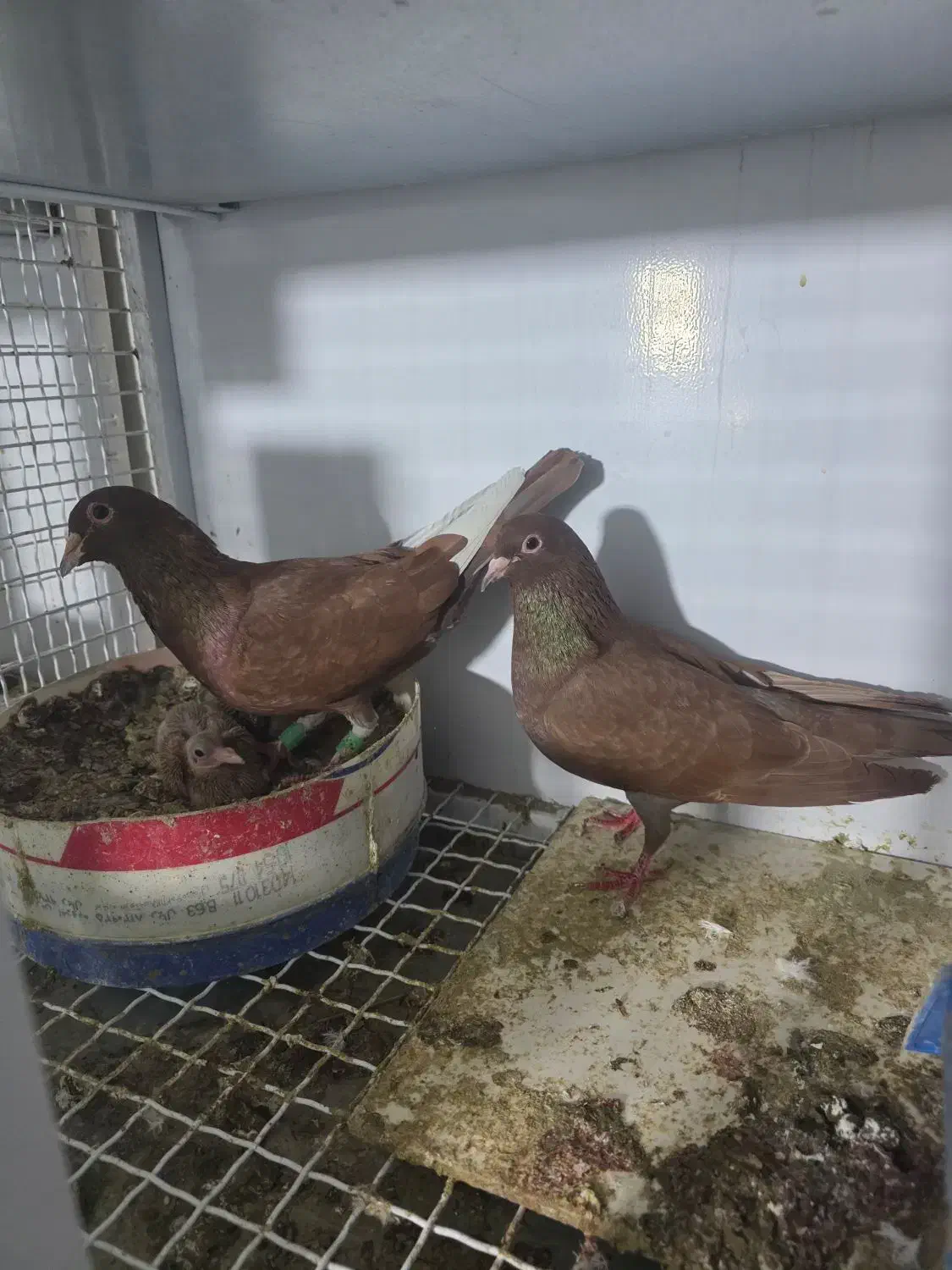 مینا سرخ وماده سرخ کرمانی|پرنده|زاهدان, |دیوار