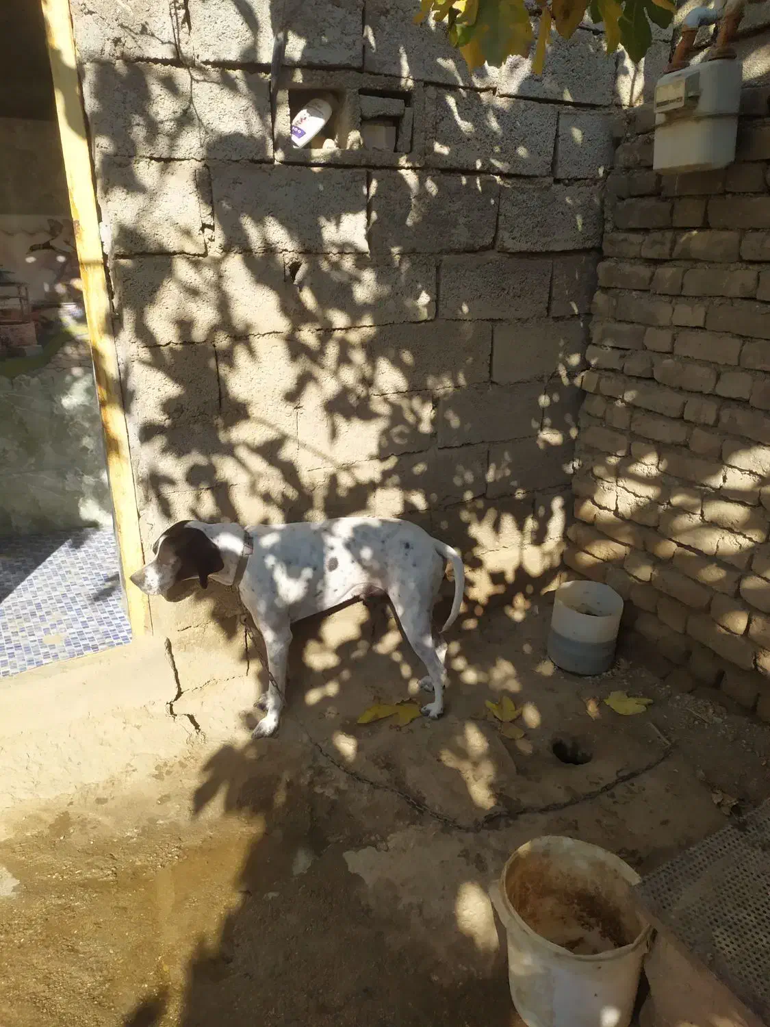 سگ نژاد انگلیس،مخصوص دنبلان|سگ|گلی داغ, |دیوار