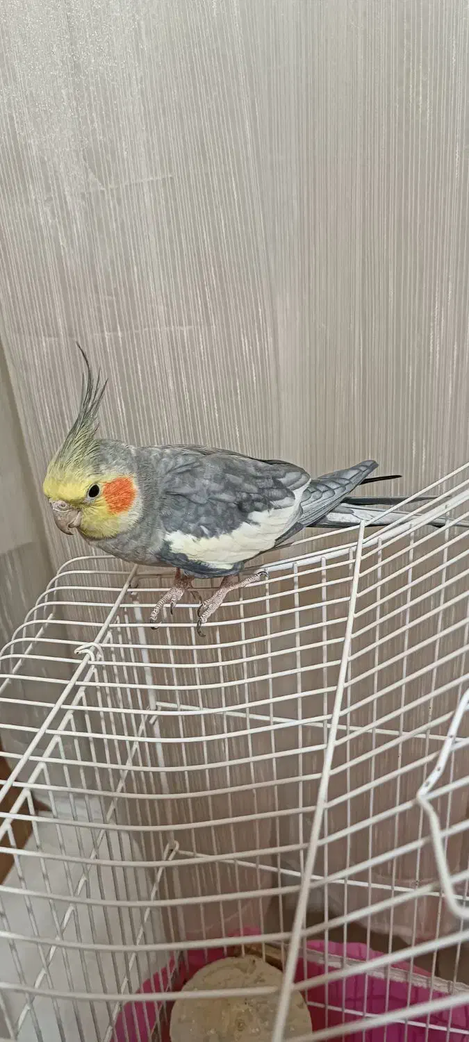 عروس هلندی نر با قفس بزرگ|پرنده|قرچک, شهرک طلائیه|دیوار