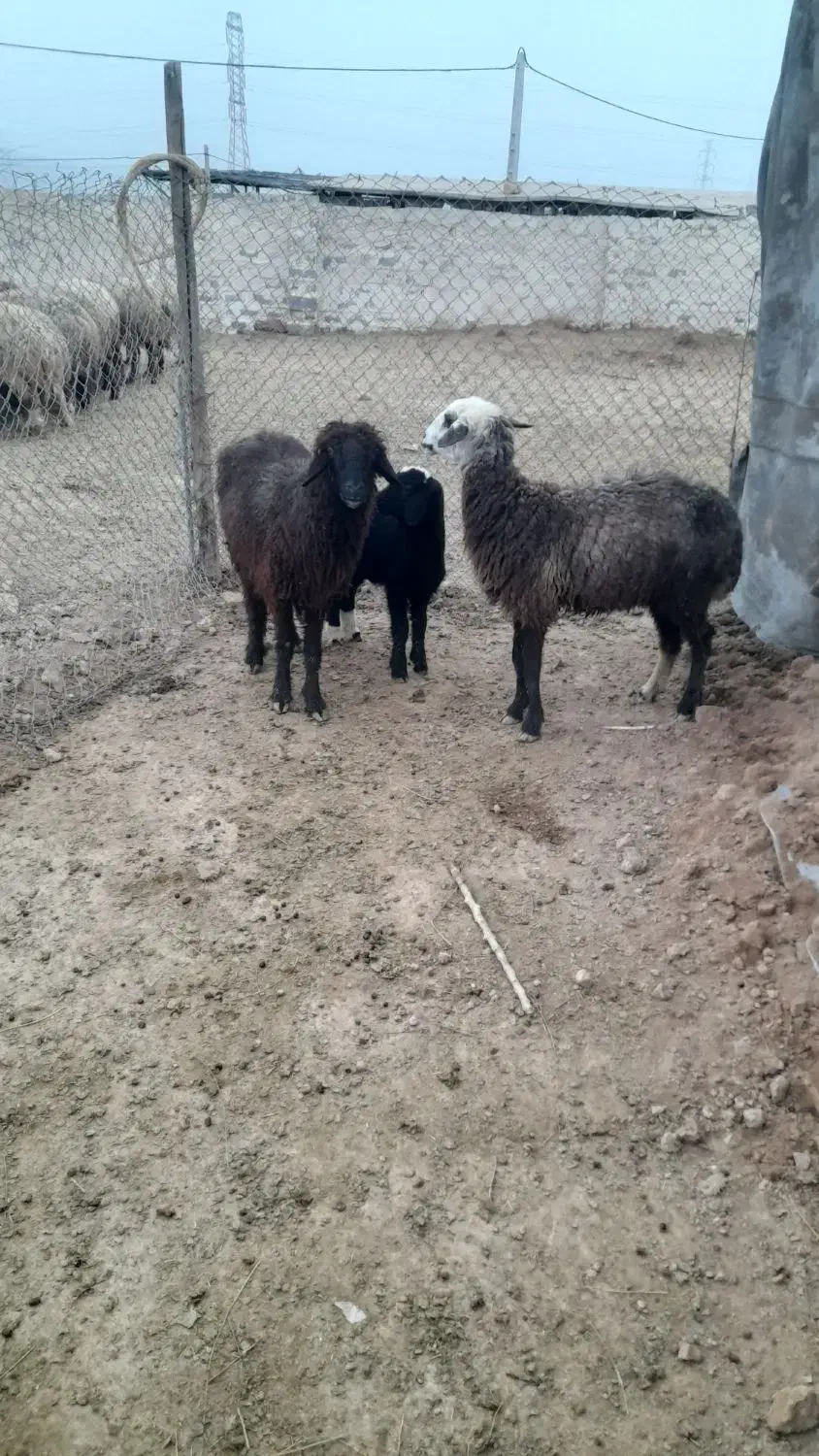 دو عدد میش|حیوانات مزرعه|امیدیه, |دیوار