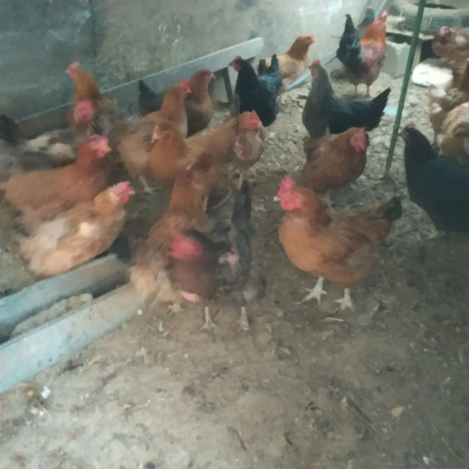 مرغ و خروس|حیوانات مزرعه|تربتحیدریه, قائم|دیوار