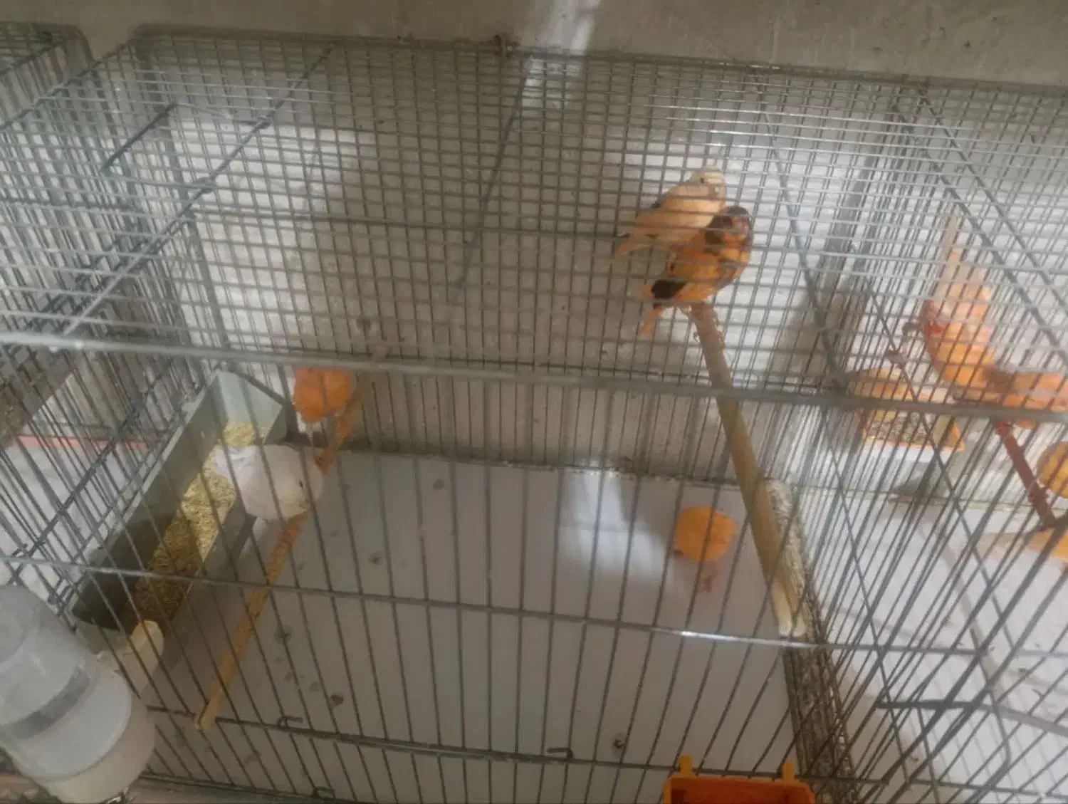 قناری سرخ|پرنده|قم, سالاریه|دیوار