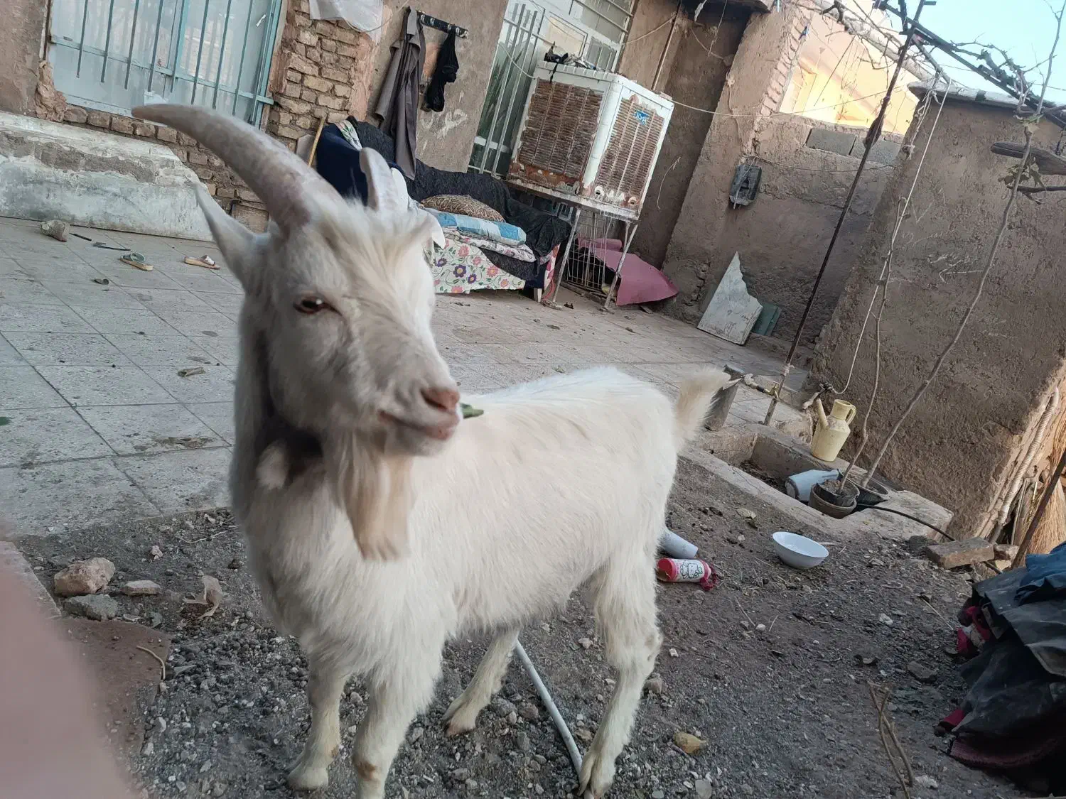 بزغاله نر سانن|حیوانات مزرعه|سبزوار, رباط|دیوار