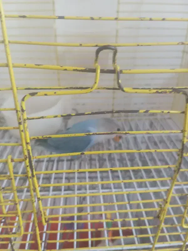 طوطی برزیلی زیبا|پرنده|قشم, |دیوار