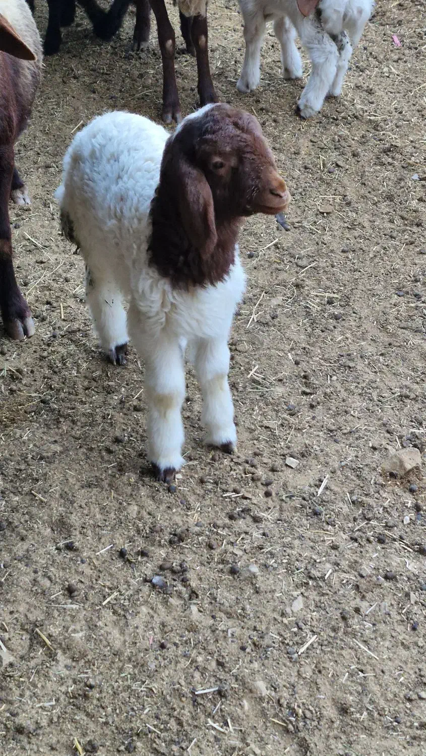 استخدامی در دامداری|استخدام صنعتی، فنی، مهندسی|ایلام, |دیوار