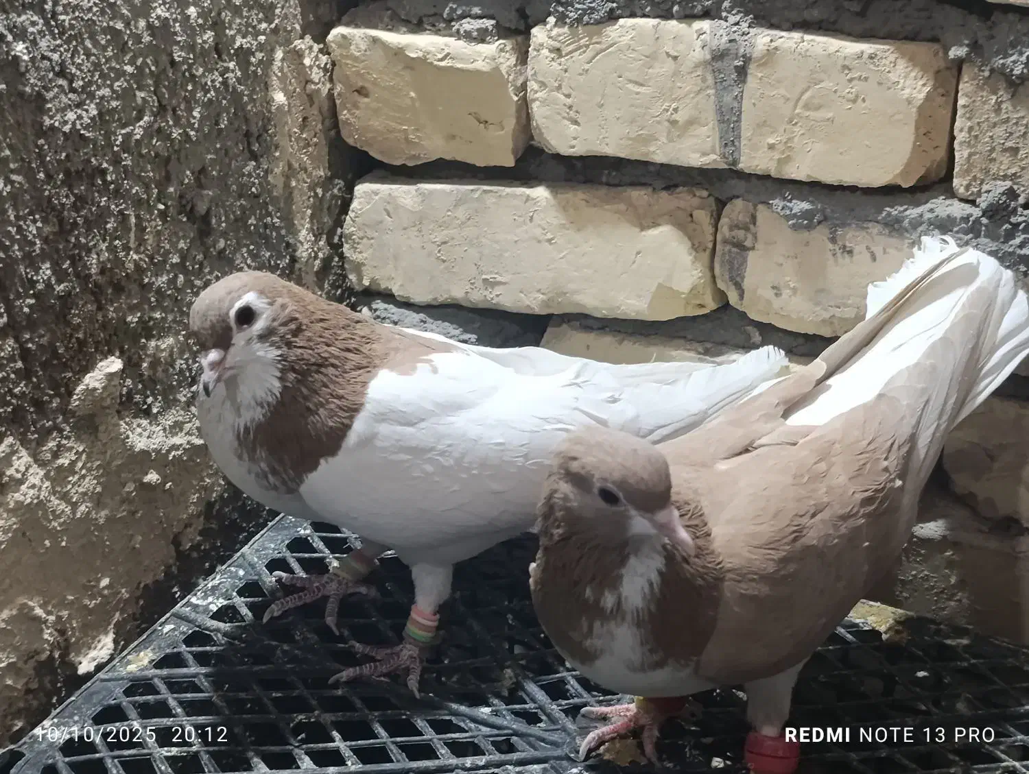 ۳۵کفتر رنگه درجه یک بدونه عیب|پرنده|کاشمر, |دیوار