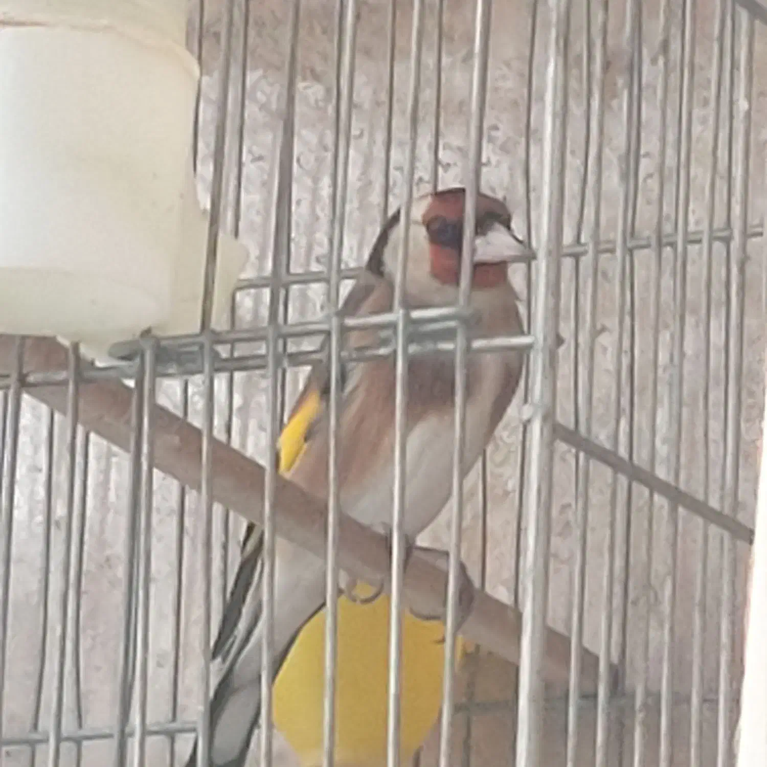 سهره نر و ماده|پرنده|ری, فیروزآبادی|دیوار