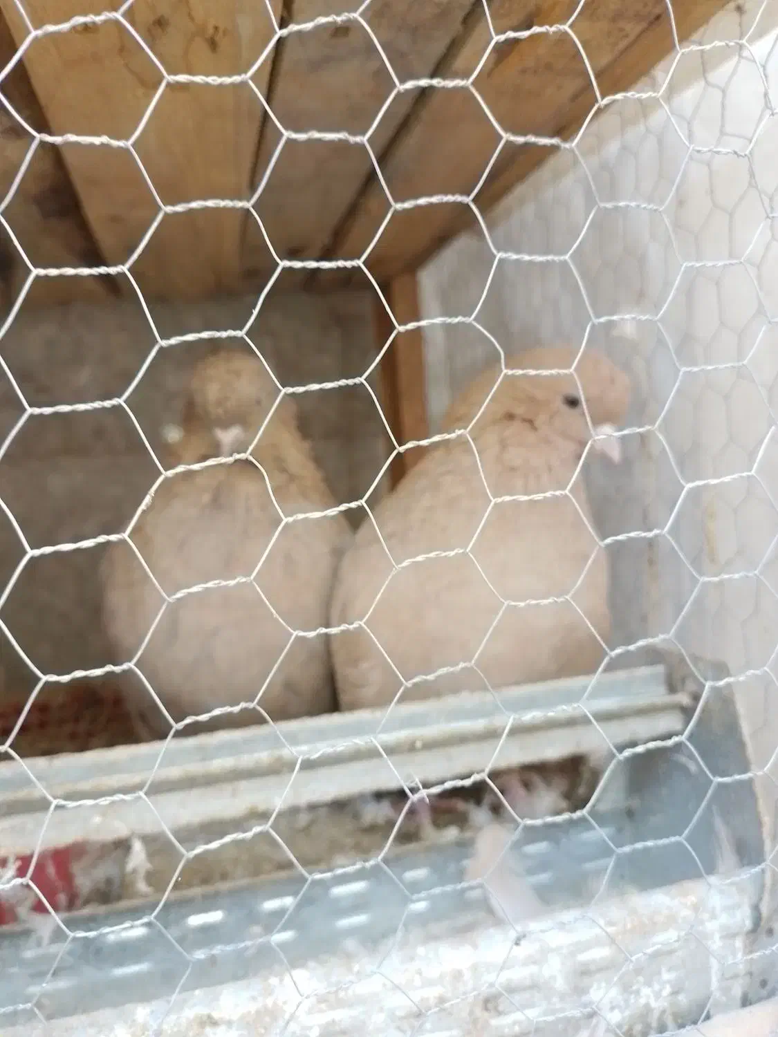 زرد|پرنده|پارس‌آباد, |دیوار