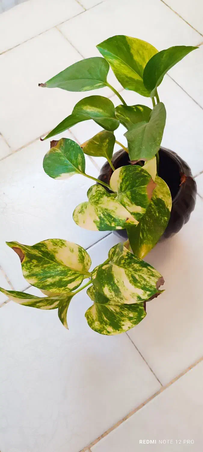 گل پتوس و ناز یخی و کاکتوس|گل و گیاه طبیعی|مشهد, شهرک ابوذر|دیوار