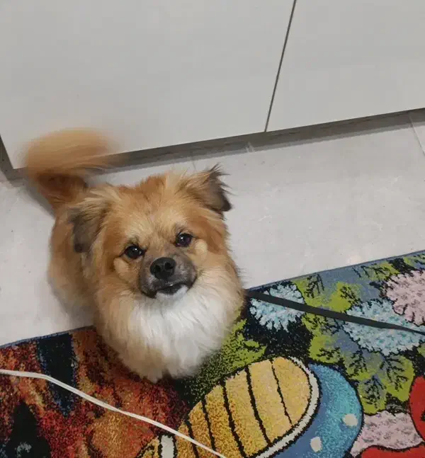 فروش سگ پامرانین نژاد پیکنوا|سگ|فردیس, قریشی|دیوار