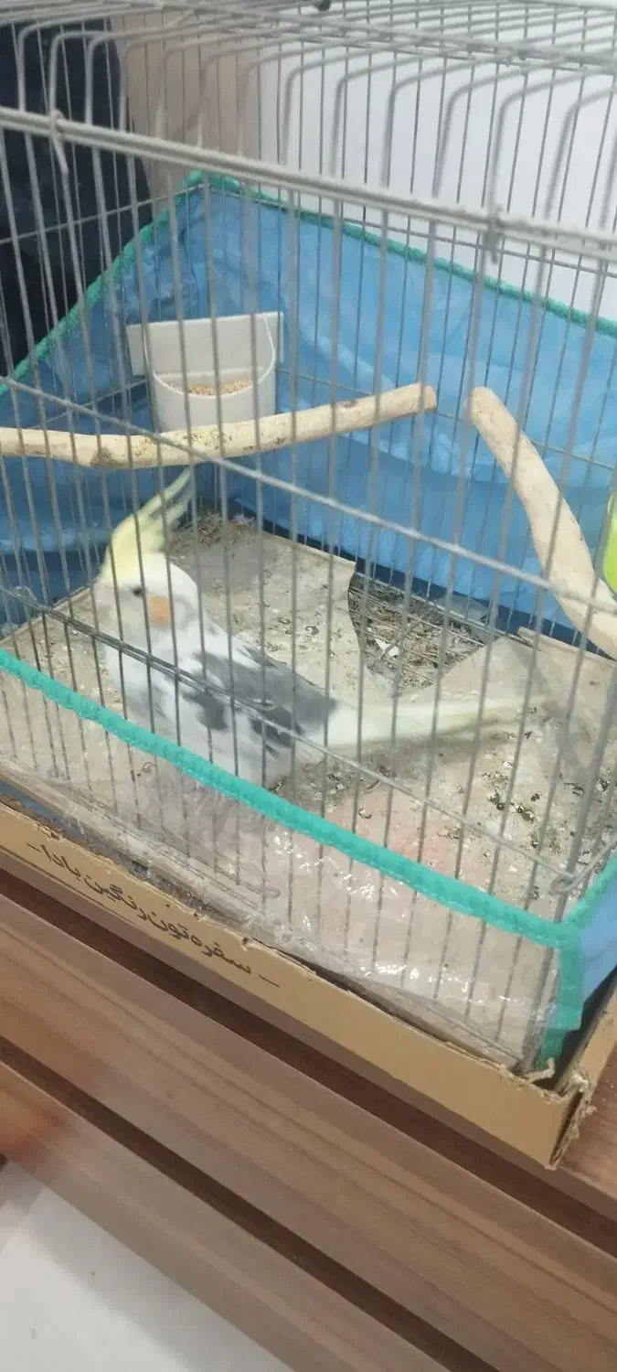 فروش عروس هلندی سخن گو|پرنده|بندر ماهشهر, |دیوار