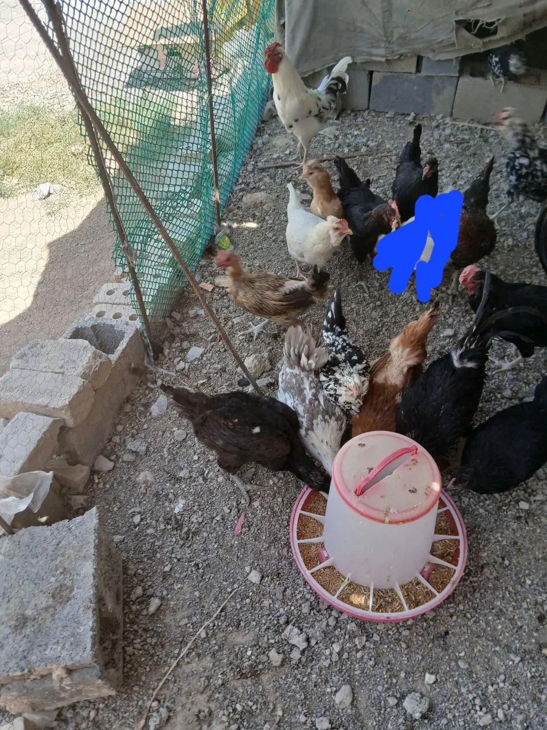 مرغ خروس گلین|حیوانات مزرعه|مرودشت, ده بید|دیوار