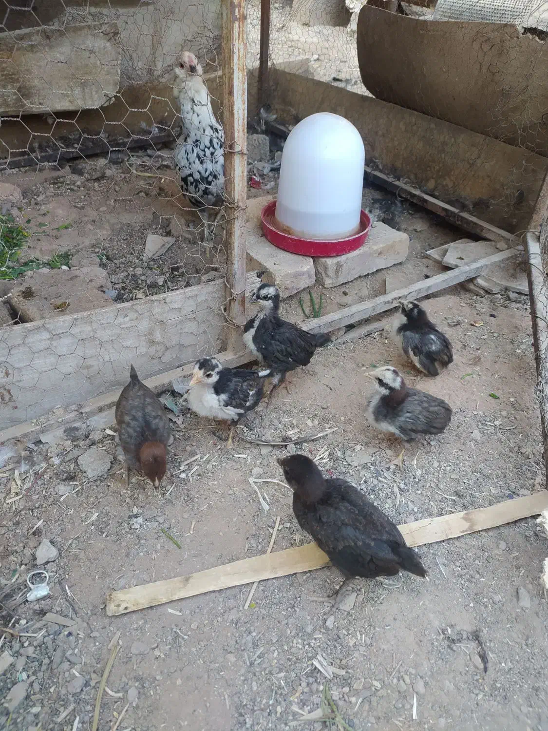 جوجه گلین 1ماهه دونه70|حیوانات مزرعه|مبارکه, |دیوار