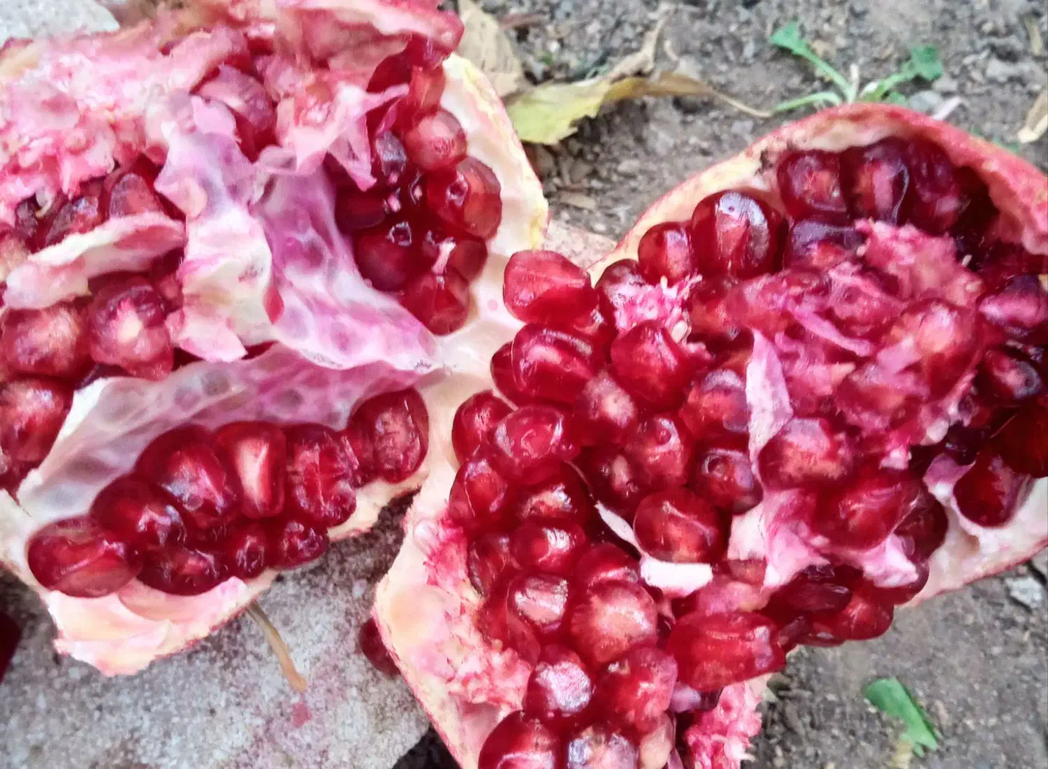 رنگین|خوردنی و آشامیدنی|فردوس (خراسان), |دیوار