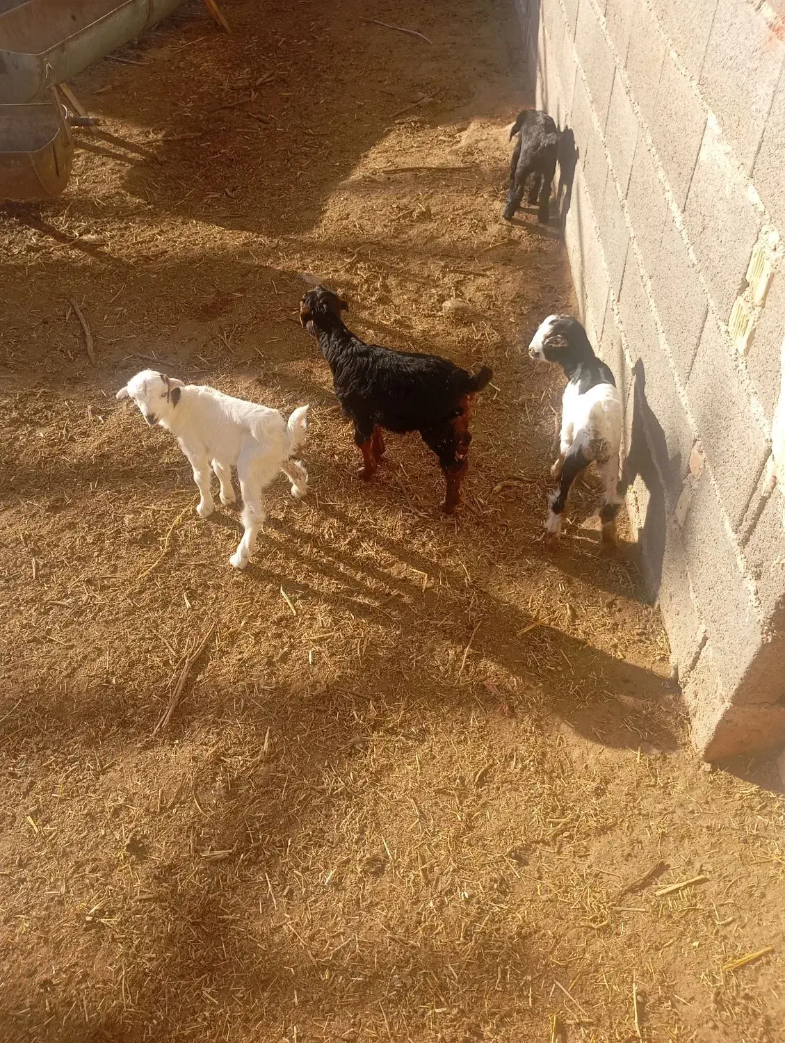 بز کهره|حیوانات مزرعه|مرودشت, بیست متری بیمارستان|دیوار