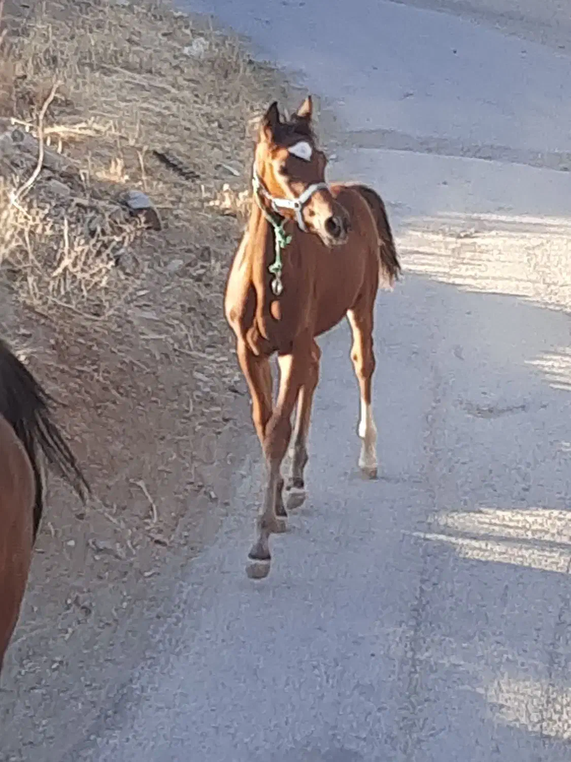 فروش اسب|اسب و تجهیزات اسب‌سواری|تویسرکان, |دیوار