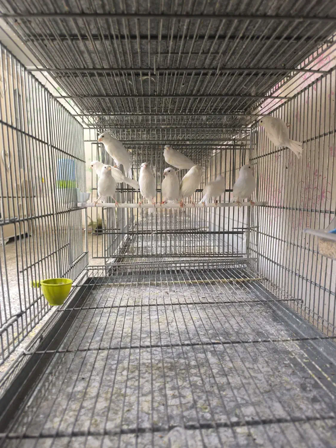 قناری رد فاکتور ،یلو فاکتور و وایت فاکتور|پرنده|مبارکه, |دیوار