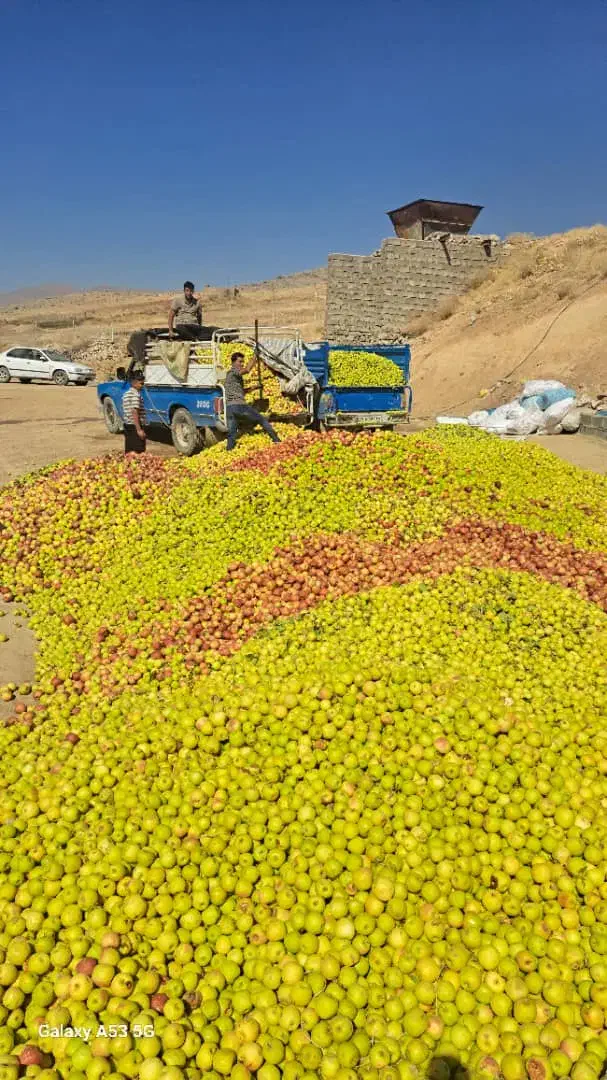 سیب درجه ۳(صنعتی)|عمدهفروشی|پادنا علیا, |دیوار